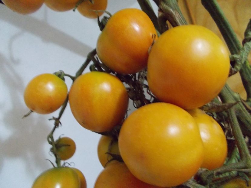  - SEMINTE ROSII DE IARNA - GIALO - GRAPPOLI - D INVERNO