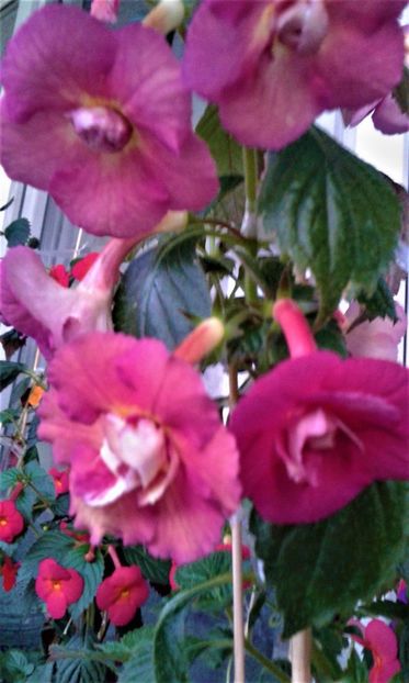  - achimenes 10 10 2044419