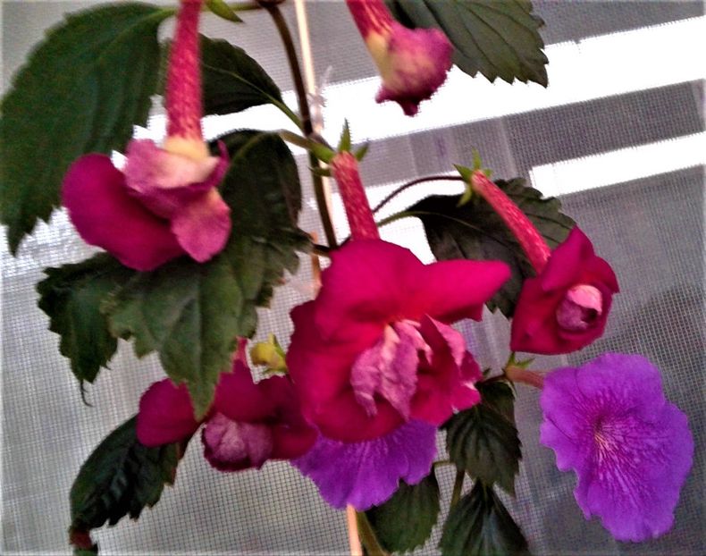  - achimenes 10 10 2044419