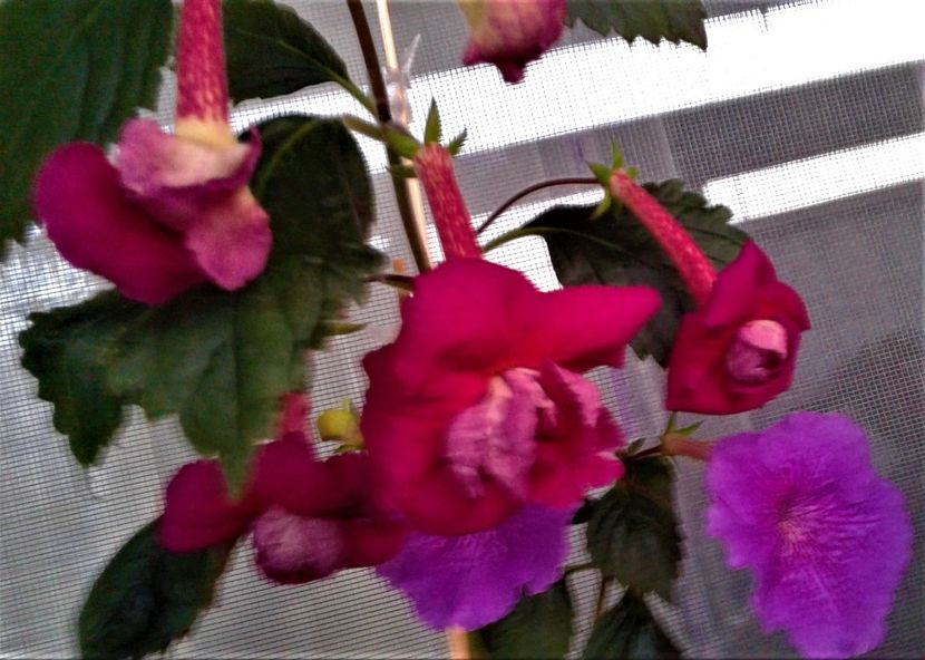  - achimenes 10 10 2044419