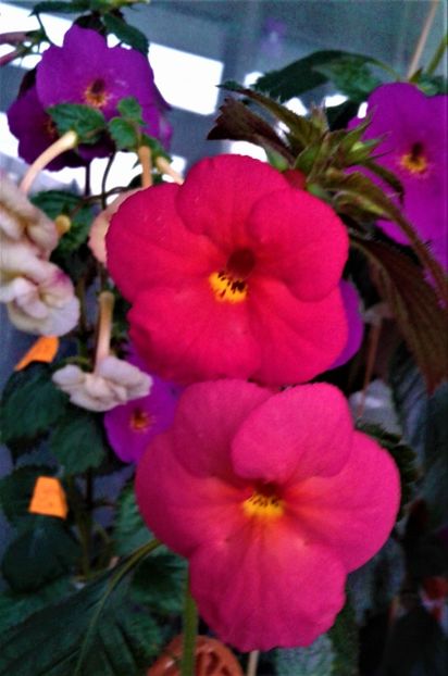  - achimenes 10 10 2044419