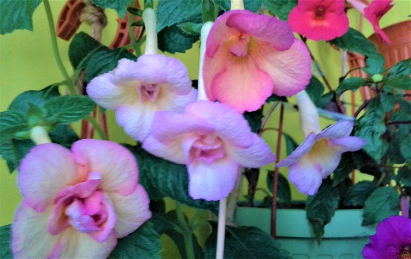  - achimenes 10 10 2044419