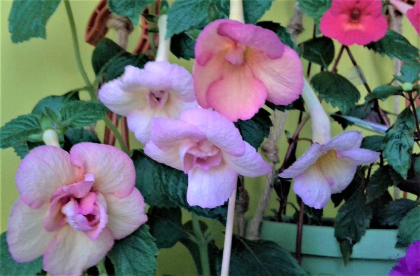  - achimenes 10 10 2044419