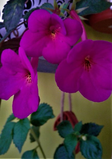  - achimenes 10 10 2044419