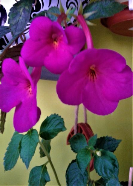 - achimenes 10 10 2044419