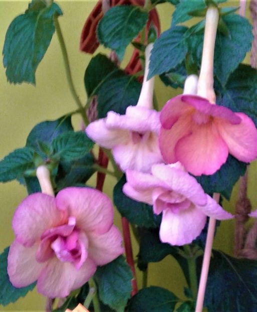  - achimenes 10 10 2044419
