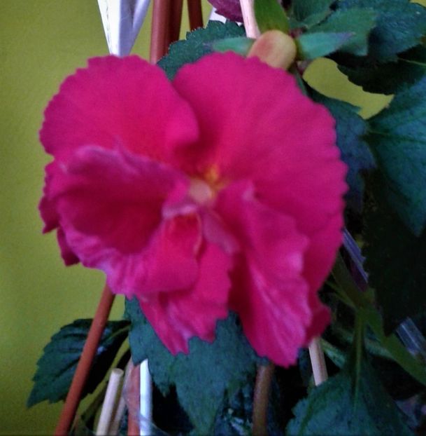 - achimenes 10 10 2044419