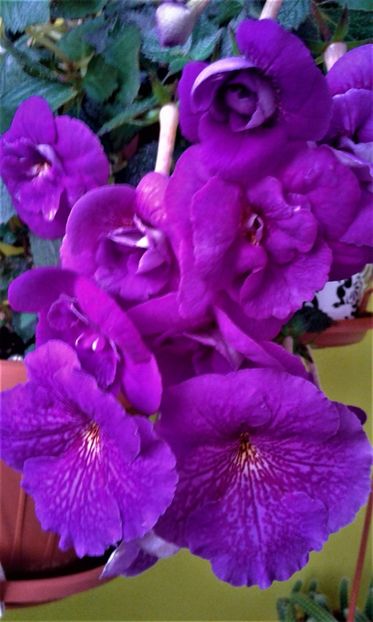 - achimenes 10 10 2044419