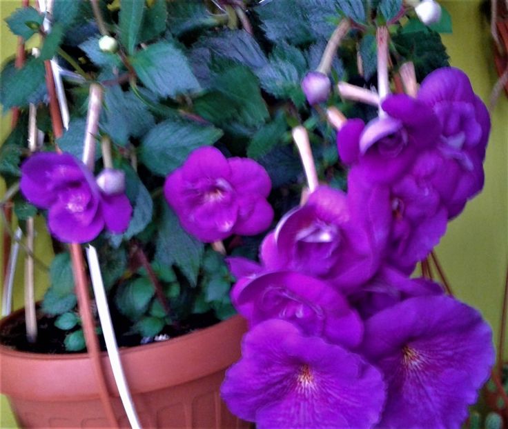  - achimenes 10 10 2044419