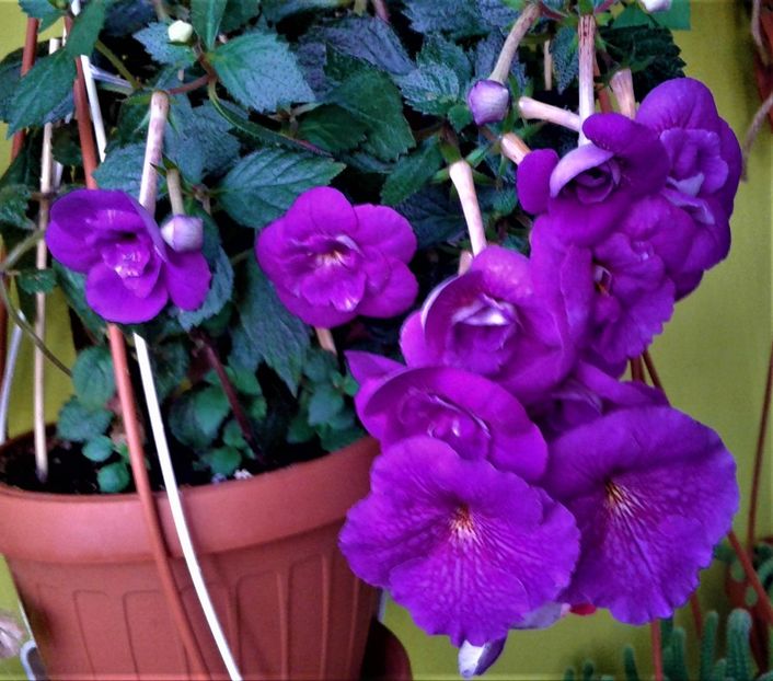 - achimenes 10 10 2044419