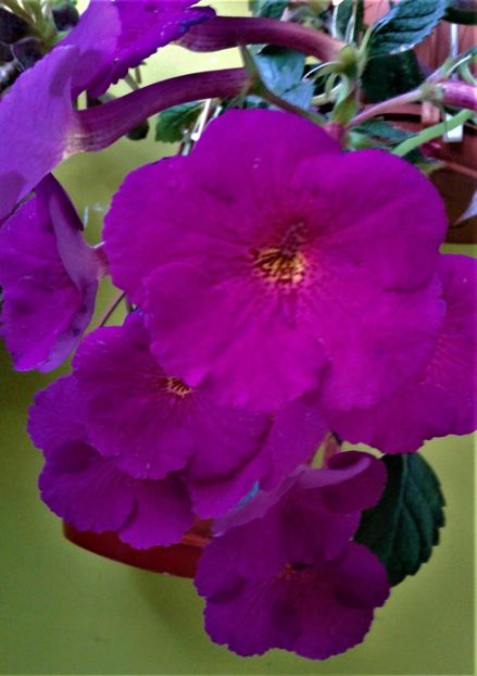  - achimenes 10 10 2044419
