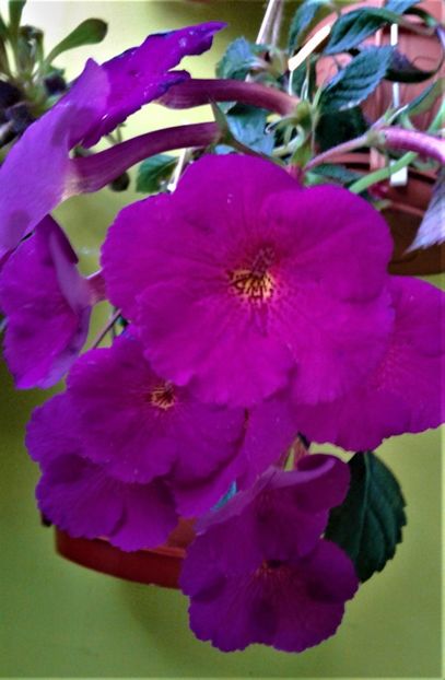  - achimenes 10 10 2044419