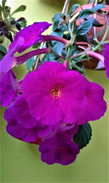  - achimenes 10 10 2044419