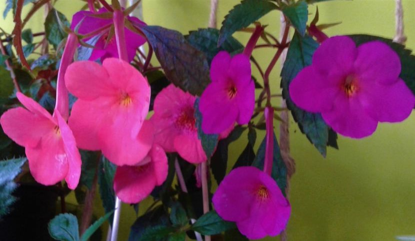  - achimenes 10 10 2044419