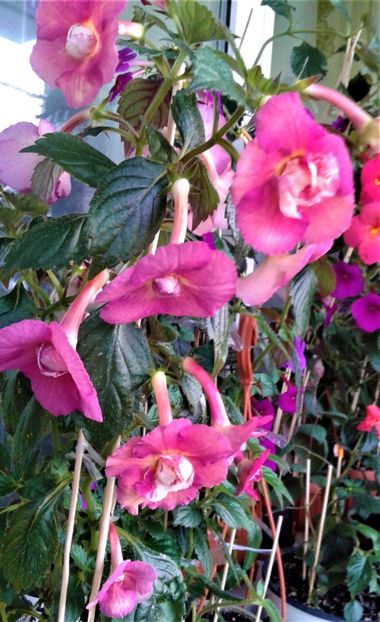  - achimenes 10 10 2044419
