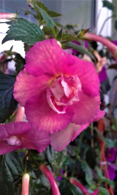  - achimenes 10 10 2044419