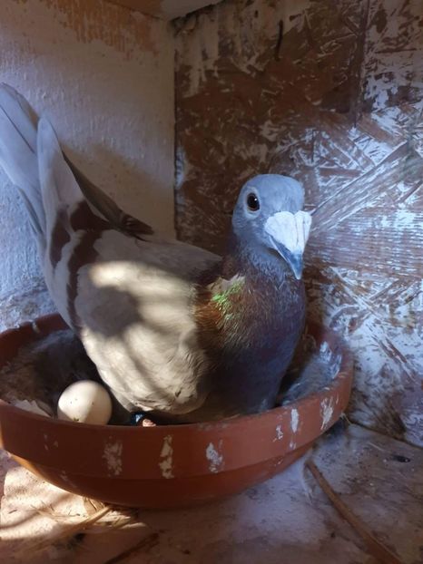 received_459801908208310 - Voiajori stil vechi și italieni poze 10 oct 2019