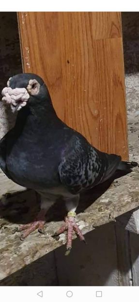 received_2196809363774415 - Voiajori stil vechi și italieni poze 10 oct 2019