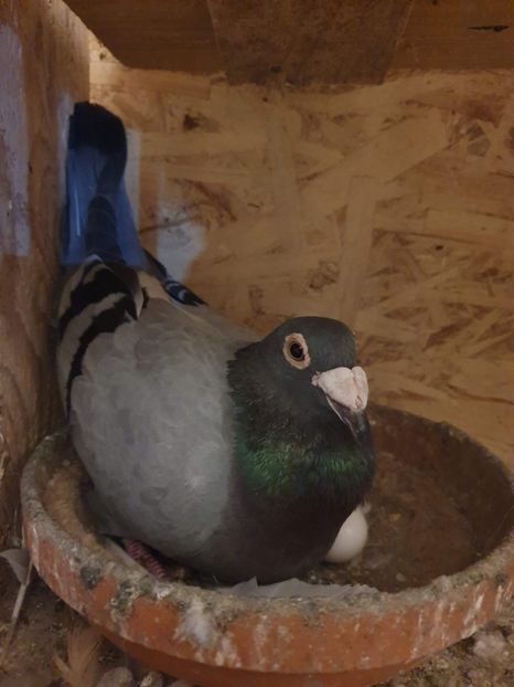 received_493699871365494 - Voiajori stil vechi și italieni poze 10 oct 2019