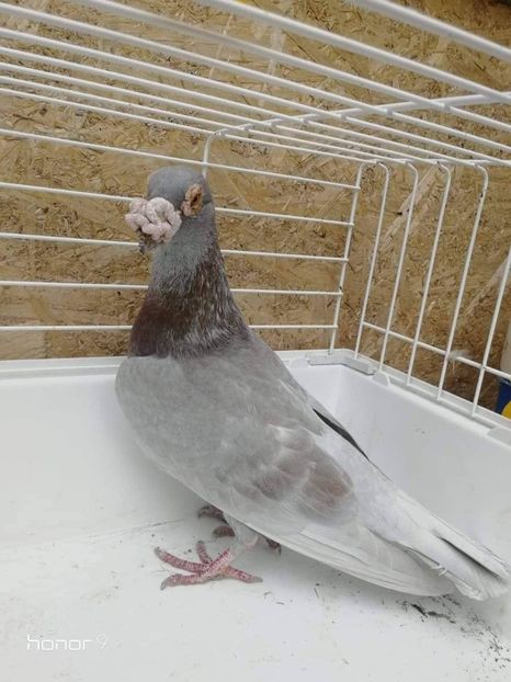received_313768492875856 - Voiajori stil vechi și italieni poze 10 oct 2019