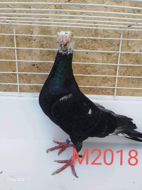 received_488455678627706 - Voiajori stil vechi și italieni poze 10 oct 2019