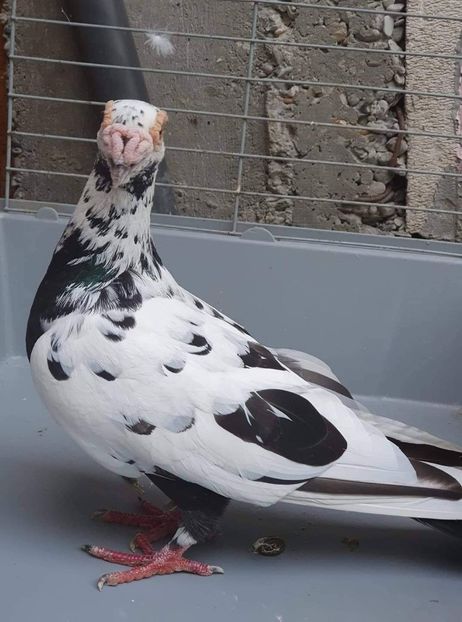 received_2435712573385226 - Voiajori stil vechi și italieni poze 10 oct 2019