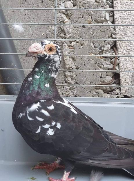 received_2448929412051772 - Voiajori stil vechi și italieni poze 10 oct 2019
