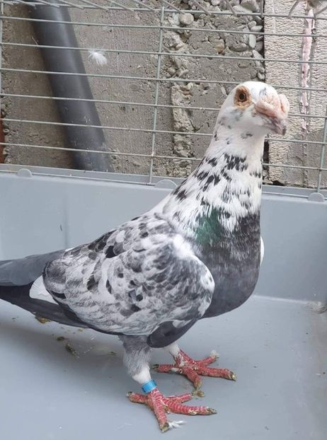 received_1326749047506826 - Voiajori stil vechi și italieni poze 10 oct 2019