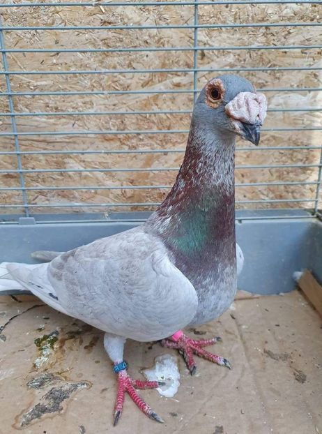received_586289411775559 - Voiajori stil vechi și italieni poze 10 oct 2019