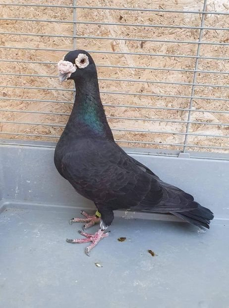 received_376014353095869 - Voiajori stil vechi și italieni poze 10 oct 2019