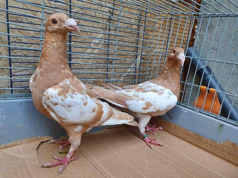received_840015083066991 - Voiajori stil vechi și italieni poze 10 oct 2019