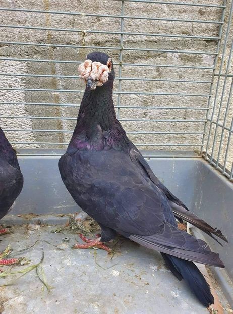 received_499142590901238 - Voiajori stil vechi și italieni poze 10 oct 2019