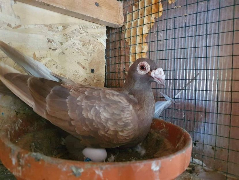 received_2400618036923531 - Voiajori stil vechi și italieni poze 10 oct 2019