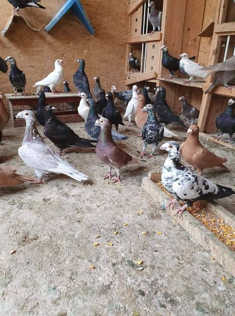 received_235223467388576 - Voiajori stil vechi și italieni poze 10 oct 2019