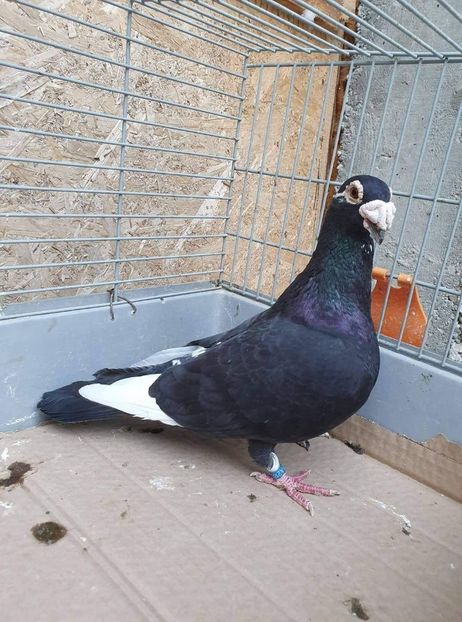 received_465144984071846 - Voiajori stil vechi și italieni poze 10 oct 2019