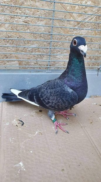 received_395424774463468 - Voiajori stil vechi și italieni poze 10 oct 2019
