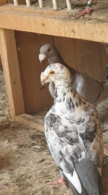 received_2400448803614586 - Voiajori stil vechi și italieni poze 10 oct 2019