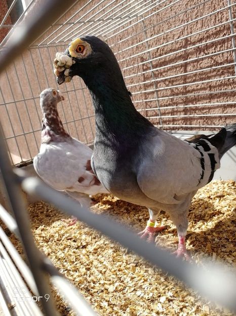 received_735100103585353 - Voiajori stil vechi și italieni poze 10 oct 2019