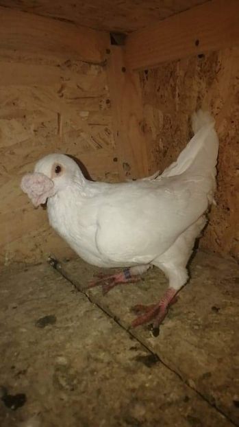 received_373609293527082 - Voiajori stil vechi și italieni poze 10 oct 2019