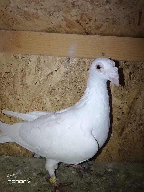 received_417427622484194 - Voiajori stil vechi și italieni poze 10 oct 2019