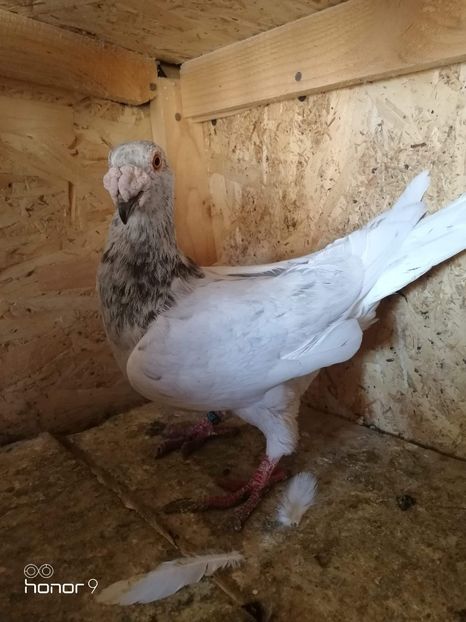 received_790777381380900 - Voiajori stil vechi și italieni poze 10 oct 2019