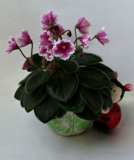 Poza net - Alan s White Feather Sport