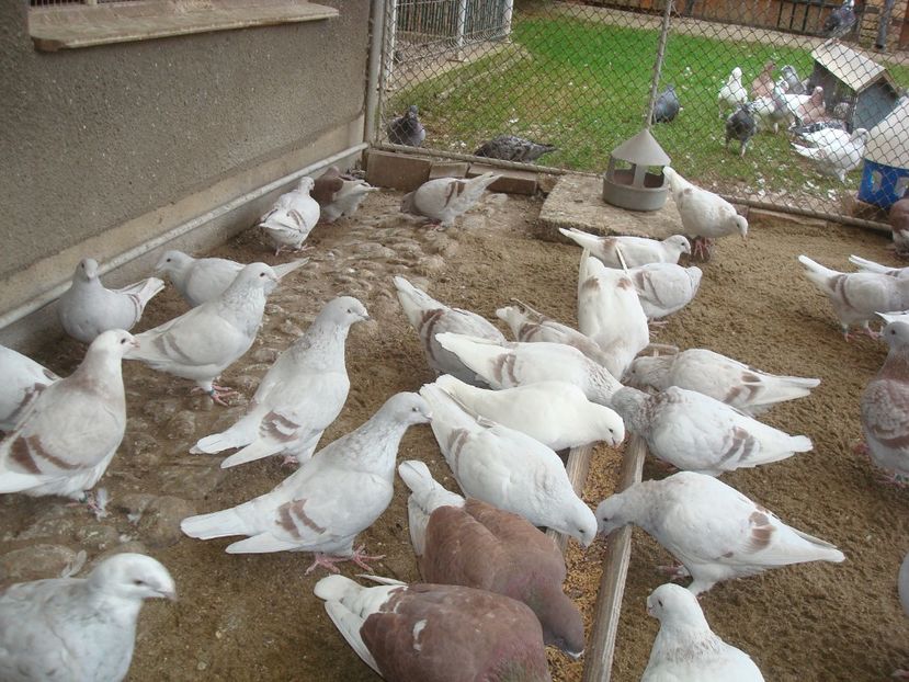  - PORUMBEI STANDARD ARGINTII in VOLIERA