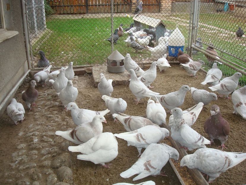  - PORUMBEI STANDARD ARGINTII in VOLIERA