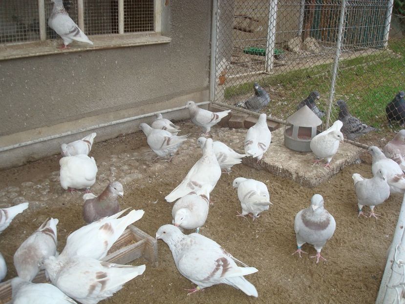  - PORUMBEI STANDARD ARGINTII in VOLIERA