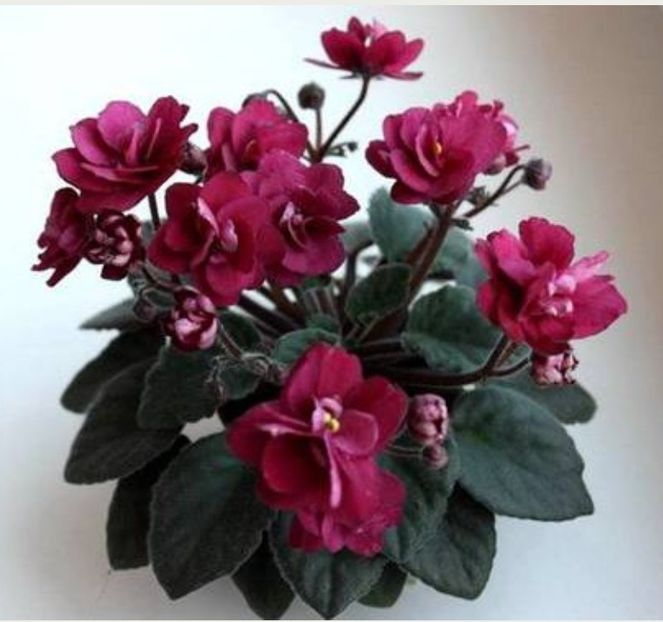 Poza net - Jolly Texan