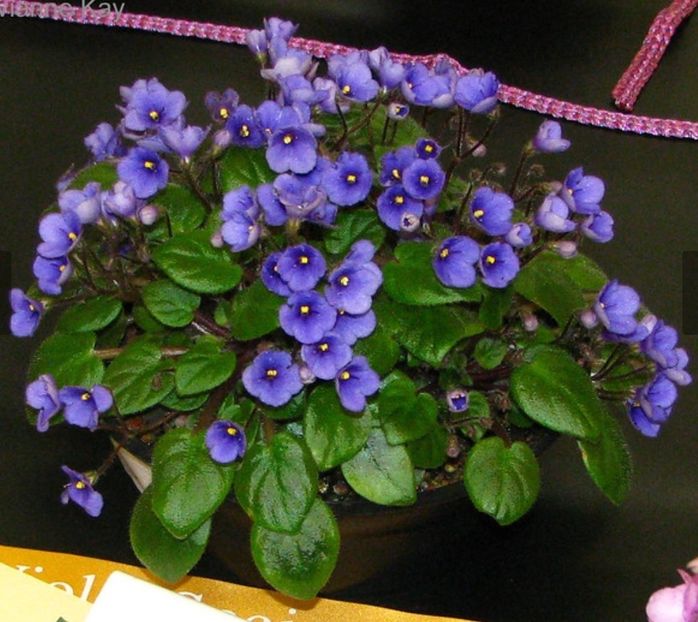 Poza net - Tiny Wood Trail