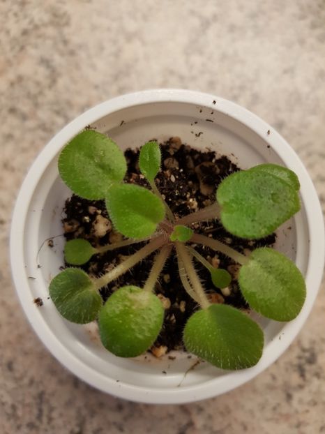 07.08.2019 - Tiny Wood Trail