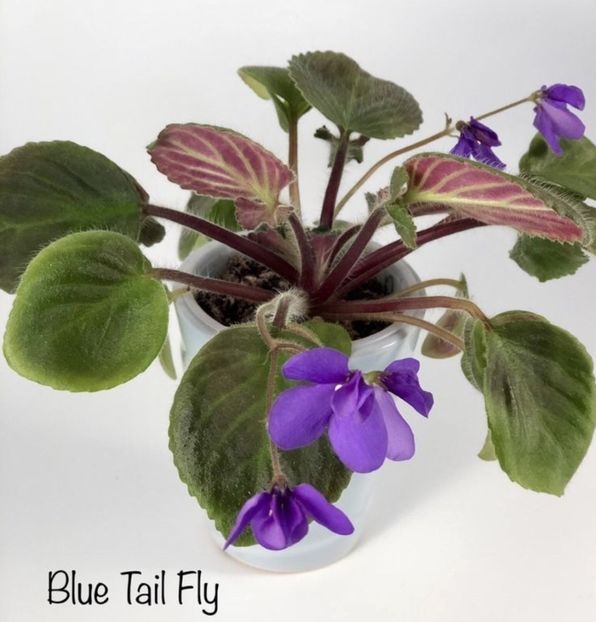 Poza netf - Blue Tail Fly