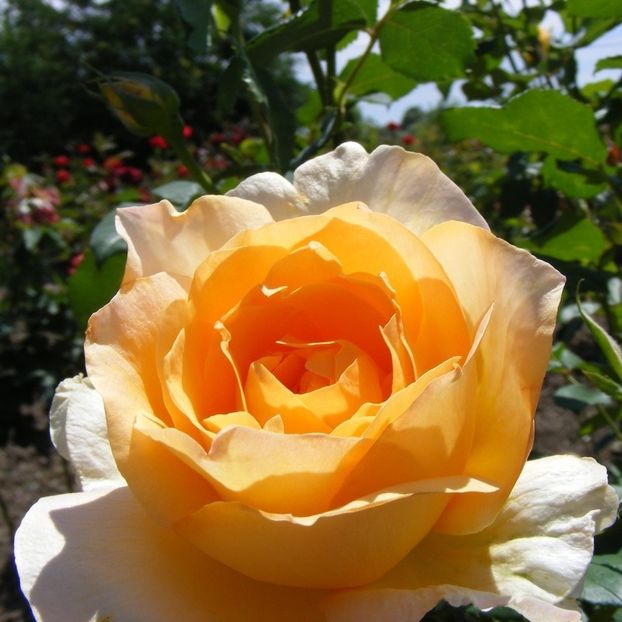 trandafir-casanova - CASANOVA